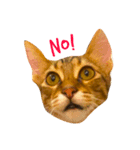 樂樂，可愛いな猫（個別スタンプ：6）