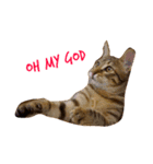 樂樂，可愛いな猫（個別スタンプ：7）