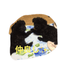 ヨーキーとプードルミックススタンプ♪（個別スタンプ：4）