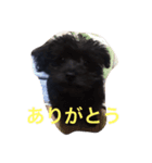 ヨーキーとプードルミックススタンプ♪（個別スタンプ：6）