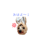 ヨーキー♡ぶるまの実写使える日常スタンプ（個別スタンプ：9）