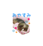 ヨーキー♡ぶるまの実写使える日常スタンプ（個別スタンプ：10）