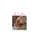 ヨーキー♡ぶるまの実写使える日常スタンプ（個別スタンプ：16）