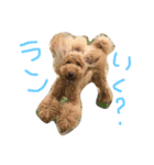 トイプードルねおん＆ここな（個別スタンプ：2）