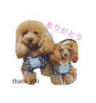 トイプードルねおん＆ここな（個別スタンプ：5）