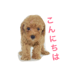 トイプードルねおん＆ここな（個別スタンプ：6）