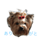 ぼく、ヨークシャーテリア（個別スタンプ：5）