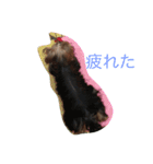 ぼく、ヨークシャーテリア（個別スタンプ：13）