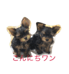 ぼく、ヨークシャーテリア（個別スタンプ：16）