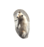 可愛いワンコたち（個別スタンプ：1）