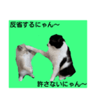 にゃん～ダフる（個別スタンプ：3）