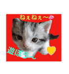 にゃん～ダフる（個別スタンプ：4）