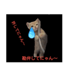 にゃん～ダフる（個別スタンプ：5）