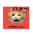 にゃん～ダフる（個別スタンプ：6）