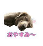 ワイマラナーの仲間たち（個別スタンプ：2）