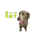 ワイマラナーの仲間たち（個別スタンプ：8）
