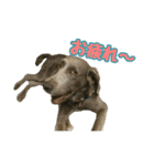ワイマラナーの仲間たち（個別スタンプ：9）