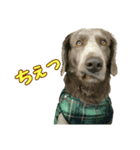 ワイマラナーの仲間たち（個別スタンプ：15）