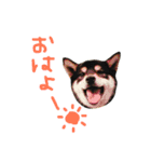 黒柴うづきとはづきのスタンプ（個別スタンプ：1）