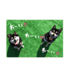 黒柴うづきとはづきのスタンプ（個別スタンプ：14）