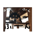 黒柴うづきとはづきのスタンプ（個別スタンプ：15）