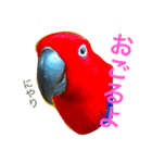 オオハナインコのハナちゃん（個別スタンプ：15）