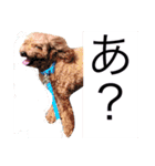 日常会話＊＊（個別スタンプ：2）