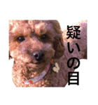 日常会話＊＊（個別スタンプ：4）