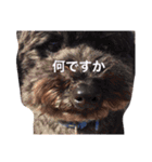 日常会話＊＊（個別スタンプ：6）