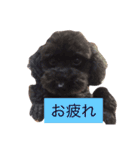 日常会話＊＊（個別スタンプ：11）