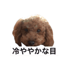 日常会話＊＊（個別スタンプ：23）