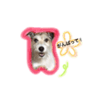 日常スタンプ(犬編)（個別スタンプ：5）