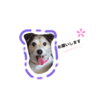 日常スタンプ(犬編)（個別スタンプ：6）