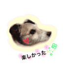 日常スタンプ(犬編)（個別スタンプ：7）