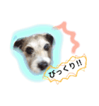 日常スタンプ(犬編)（個別スタンプ：10）