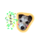 日常スタンプ(犬編)（個別スタンプ：12）