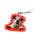 日常スタンプ(犬編)（個別スタンプ：13）