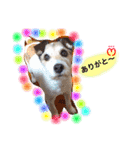 日常スタンプ(犬編)（個別スタンプ：14）