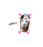 日常スタンプ(犬編)（個別スタンプ：20）