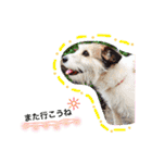 日常スタンプ(犬編)（個別スタンプ：22）