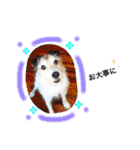 日常スタンプ(犬編)（個別スタンプ：23）