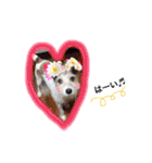 日常スタンプ(犬編)（個別スタンプ：25）