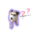 日常スタンプ(犬編)（個別スタンプ：31）