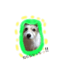日常スタンプ(犬編)（個別スタンプ：32）