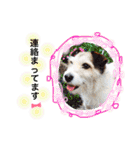 日常スタンプ(犬編)（個別スタンプ：33）