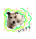 日常スタンプ(犬編)（個別スタンプ：34）