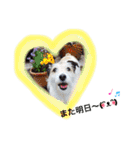 日常スタンプ(犬編)（個別スタンプ：36）