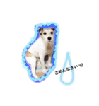 日常スタンプ(犬編)（個別スタンプ：37）