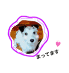 日常スタンプ(犬編)（個別スタンプ：39）