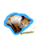 日常スタンプ(犬編)（個別スタンプ：40）